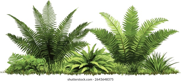 Blechnum gibbum fern and Salacca zalacca fruit tree isolated, tropical vegetation vector illustration, exotic garden plants, jungle leaves, landscaping design, botanical elements.