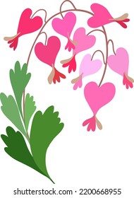 Bleeding heart’s. Dicentra flower bouquet.