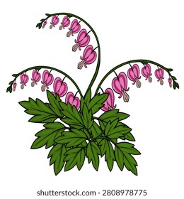 Bleeding Heart flower vector illustration, isolated pink Lamprocapnos spectabilis botanical element
