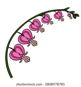 Bleeding Heart flower vector illustration, pink Lamprocapnos spectabilis botanical element