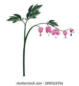 Bleeding heart flowers isolated and realistic illustration on white background.