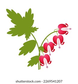 Bleeding heart flowers isolated realistic vector illustration on white.Vector illustration.