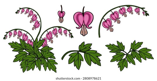 Bleeding Heart flowers vector set, hand-drawn Lamprocapnos spectabilis botanical illustration with pink heart-shaped blossoms and lush green foliage isolated on white.