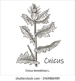 Blessed Thistle - cnicus benedictus, medicinal plant. Hand drawn botanical vector illustration.