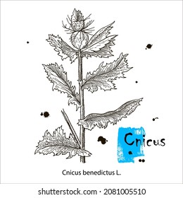 Blessed Thistle - cnicus benedictus, medicinal plant. Hand drawn botanical vector illustration.