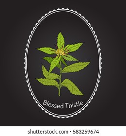 Blessed Thistle (cnicus benedictus), medicinal plant. Hand drawn botanical vector illustration