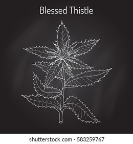 Blessed Thistle (cnicus benedictus), medicinal plant. Hand drawn botanical vector illustration