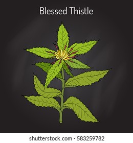 Blessed Thistle (cnicus benedictus), medicinal plant. Hand drawn botanical vector illustration