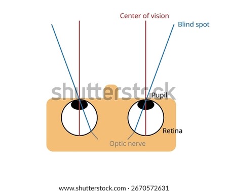 A blind spot, scotoma, is an obscuration of the visual field. A particular blind spot known as the physiological blind spot, called blind point 