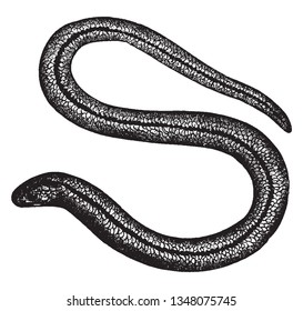 Blind Worm Is A Legless Lizard Native To Eurasia, Vintage Line Drawing Or Engraving Illustration.