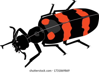 Blister Beetle Vector, Family Meloidae 