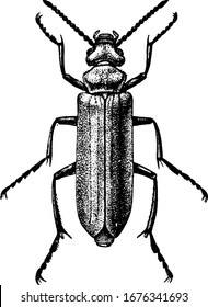 Blister Beetles have a elongated body with thin and long antennae. Shown here is the female Nuttall's Blister Beetle, Cantharis nuttalli, vintage line drawing or engraving illustration.