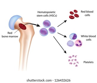 Blood cell formation from bone marrow