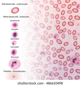 Blood Cell Type Descriptions - Vector Illustration