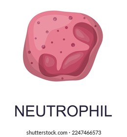 Vector de células sanguíneas. Dibujo de caricaturas de leucocitos, neutrófilos, monocitos, basofilos, eosinofilos, macrófagos, células dendríticas. Anatomía, biología, concepto científico