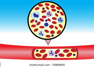 blood cell,red blood cell and white blood cell vector