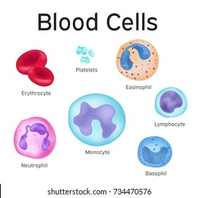 blood cells