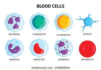 Blood cells 8 colorful icons set with lymphocytes erythrocyte neutrophil platelet monocytes basophils symbols isolated vector illustration