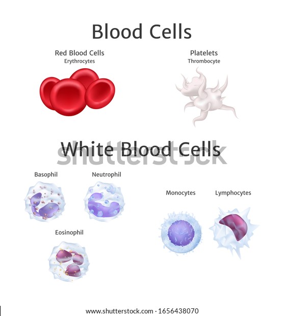 Blood Cells Bloodstream Red Hemoglobin White Stock Vector (Royalty Free ...