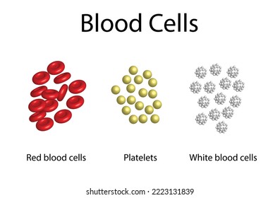 Blutkörperchen. Zusammensetzung des Blutes. Thrombozyten, roten und weißen Blutkörperchen. Erythrozyten, Thrombozyten und Leukozyten. Vektorgrafik.