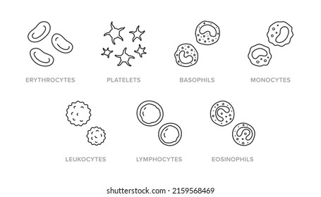 Blood cells doodle illustration including icons - erythrocyte, platelet, basophil, monocyte, leukocyte, lymphocyte, eosinophil. Thin line art about hematology. Editable Stroke