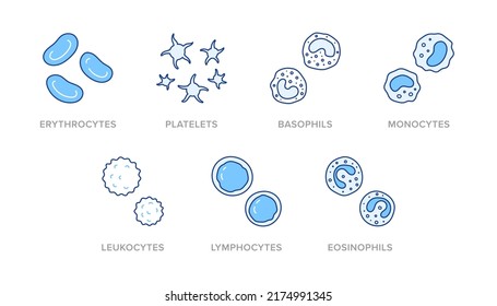 Blood Cells Doodle Illustration Including Icons - Erythrocyte, Platelet, Basophil, Monocyte, Leukocyte, Lymphocyte, Eosinophil. Thin Line Art About Hematology. Blue Color, Editable Stroke