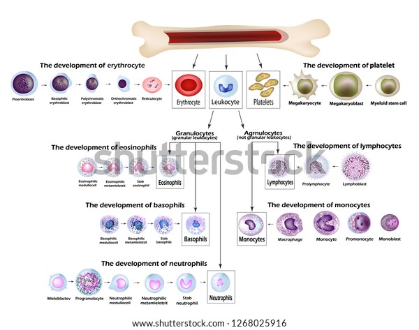 Blood cells Erythrocyte development, red\
blood cells, leukocytes, eosinophils, lymphocytes, neutrophils,\
basophils, monocytes, Platelet formation. Infographics. Vector\
illustration
