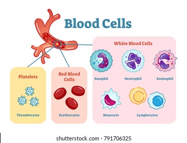 Blood cells flat vector illustration diagram with all cell types collection, educational medical information.