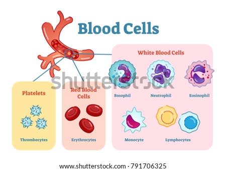 blood cells flat vector illustration diagram stock vector (royalty Human Red Blood Cell Diagram blood cells flat vector illustration diagram with all cell types collection, educational medical information