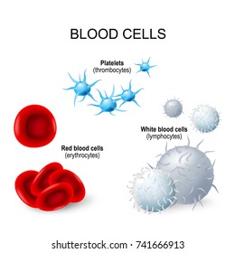 Blood cells. formed elements of blood: platelets (thrombocytes), white blood cells (lymphocytes), red blood cells (erythrocytes)