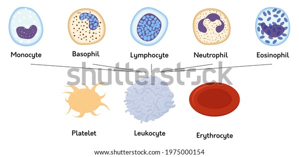 blood-cells-formed-elements-blood-platelets