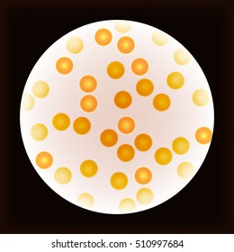 Blood cells of a human, seen under the microscope.blood smear under microscope