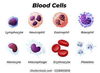 Blood cells with names infographic educational medical information collection vector flat illustration. Artery circulation medical structure lymphocyte, neutrophil, eosinophil, basophil, monocyte