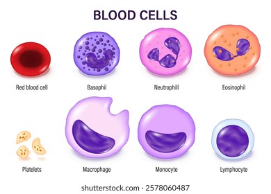 Blood cells. Red blood cells, white blood cells, and platelets. Erythrocyte. Thrombocyte. Leukocytes: Lymphocyte, Monocyte, Basophil, Neutrophil, Eosinophil and Macrophage.