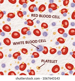 Blood Cells - seamless background. Vector illustration