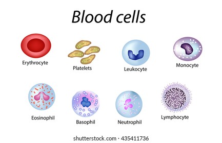 Blood cells. Set of colored cells. Red blood cells, platelets, leukocytes, lymphocytes, eosinophils, neutrophils, basophils monocytes Infographics Vector illustration on isolated background