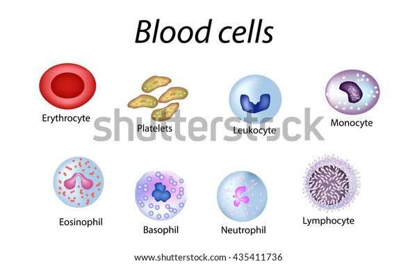 Blood Cells Set Colored Cells Red Stock Vector (Royalty Free) 435411736 ...