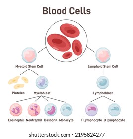 350 Blood Type Chart Images, Stock Photos & Vectors | Shutterstock