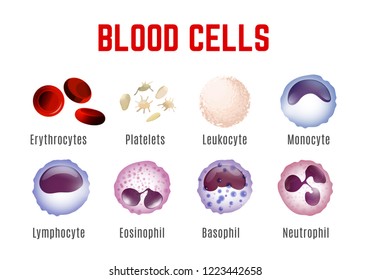 Blood cells types. Editable vector illustration isoated on white background. Erythrocytes, plateletes, leukocytes, lymphocytes, monocytes and more. Educational medical poster in landscape format.