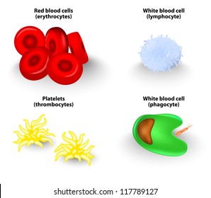 Blood cells. Vector  illustration. Red blood cells (erythrocytes), White blood cells (lymphocyte and phagocyte), and Platelets (thrombocytes).