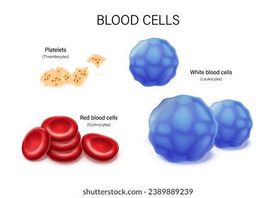 Blood cells vector. Red blood cells, White blood cells and Platelets. Erythrocytes. Leukocytes. Thrombocytes. Blood cell symbols for education, science and medicine.