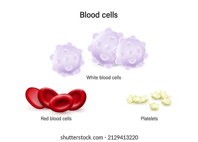 Blood Cells Vector. White Blood Cells, Red Blood Cells And Platelets.