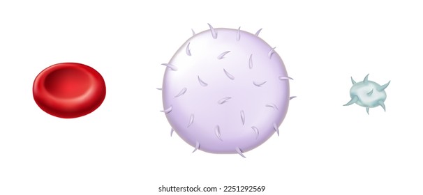 Vector de células sanguíneas. Glóbulos blancos, glóbulos rojos y plaquetas. Eritrocitos, trombocitos y leucocitos.
