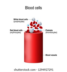 Blood cells and blood vessel. formed elements: platelets (thrombocytes), white blood cells (lymphocytes), red blood cells (erythrocytes). Vector illustration for education, biological and medical use