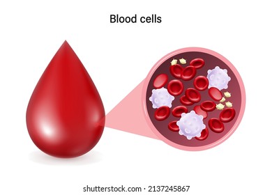 Blood Cells. White Blood Cells, Red Blood Cells And Platelets. Medical Laboratory. 