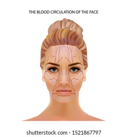 The Blood Circulation Of The Face, Veins And Capillaries Located Head Person's