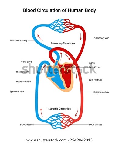 Blood Circulation of Human Body
