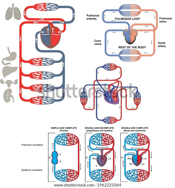 Blood circulation. Morphology of the circulatory system\
with indication of blood flow through veins and arteries.\
Comparative anatomy of the single and double circulation. Open and\
closed. 