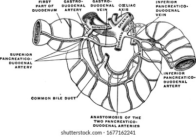 Blood circulation system of duodenum, It receives partly digested food known as chyme from the stomach and plays a vital role in the chemical digestion of chyme, vintage line drawing or engraving