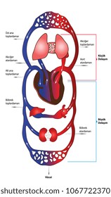 Blood Circulation System. Poster showing circulation of the blood in the body